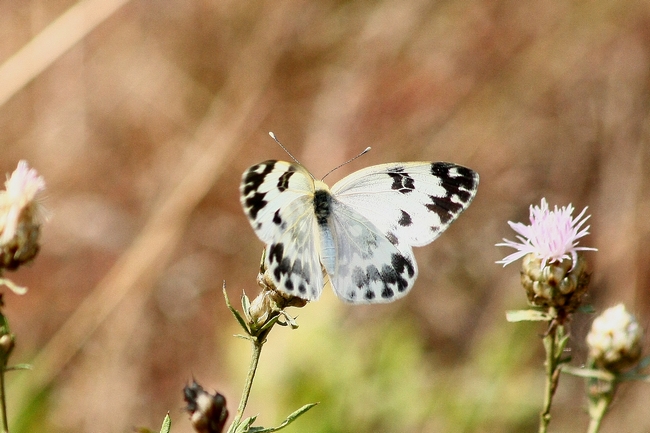 Pontia edusa